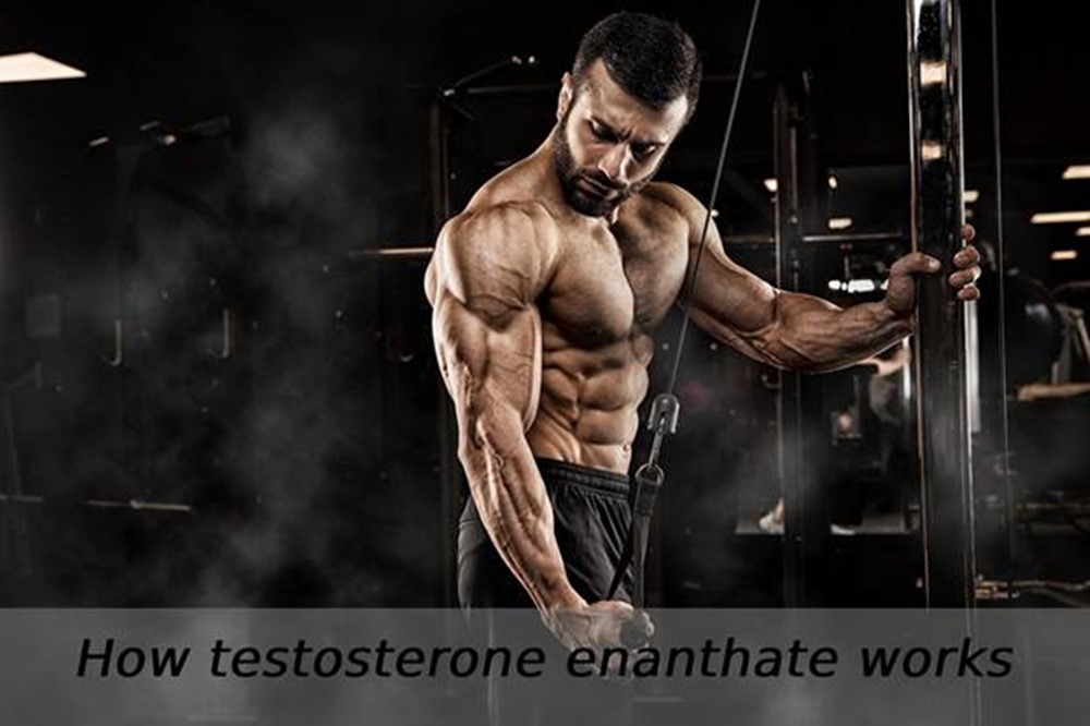How testosterone enanthate works